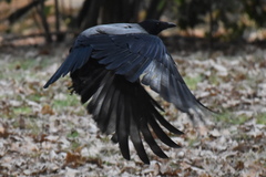 Corvus cornix