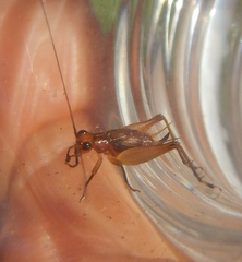 Trigonidium cicindeloides