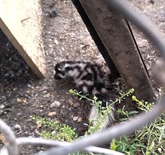 Spilogale angustifrons