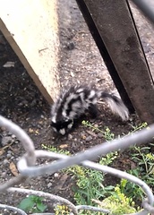 Spilogale angustifrons