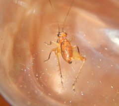 Trigonidium cicindeloides