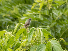 Prinia flaviventris