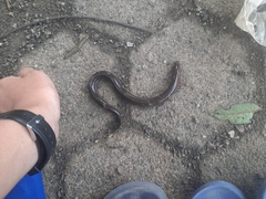 Monopterus javanensis