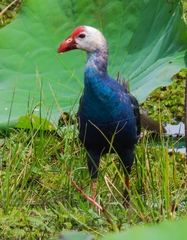 Porphyrio poliocephalus