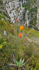 Mimetes pauciflorus