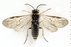 Empria candidata