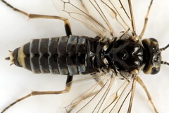 Empria candidata