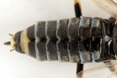 Empria candidata