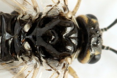 Empria candidata
