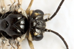 Empria candidata