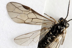 Empria candidata