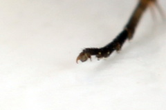 Empria candidata