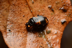 Nicrophorus nepalensis