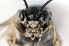 Empria candidata