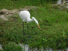 Ardea alba melanorhynchos
