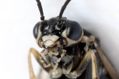 Empria candidata