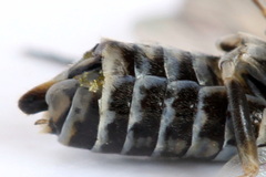 Empria candidata