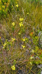 Gnidia oppositifolia