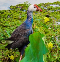 Porphyrio poliocephalus