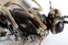 Empria candidata