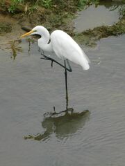 Ardea alba melanorhynchos