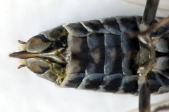 Empria candidata