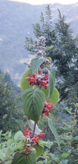 Colquhounia coccinea