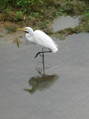 Ardea alba melanorhynchos