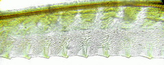 Empria candidata