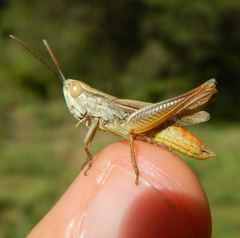 Euchorthippus elegantulus