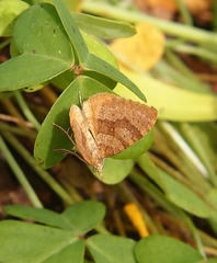 Chrysolarentia correlata