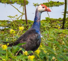 Porphyrio poliocephalus