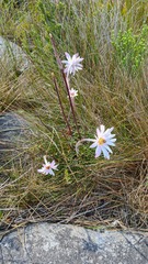 Knowltonia tenuifolia