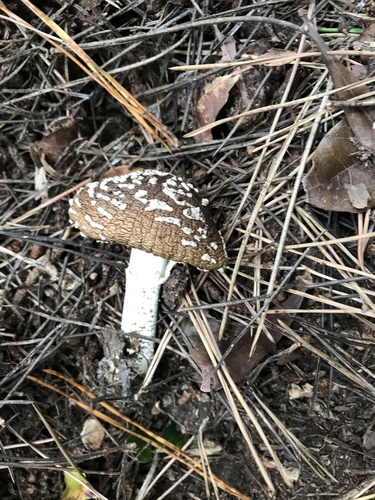 観察された菌類