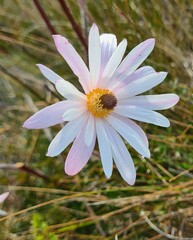 Knowltonia tenuifolia