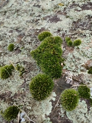 Grimmiaceae