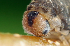 Empria candidata