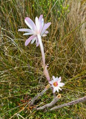 Knowltonia tenuifolia