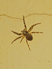 Larinioides ixobolus