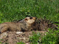 Marmota himalayana