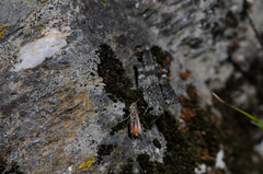 Omocestus haemorrhoidalis