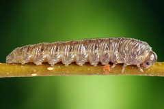 Empria candidata