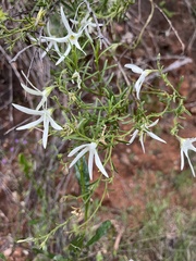 Anthocercis angustifolia