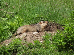Marmota himalayana
