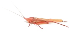 Euconocephalus varius