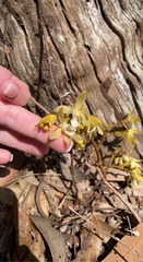 Erythrorchis cassythoides