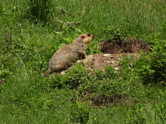 Marmota himalayana