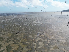 Gelochelidon nilotica