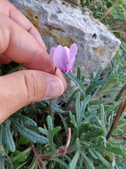 Cyclamen hederifolium