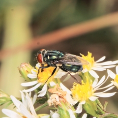 Cochliomyia